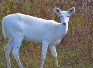 Görenin şans kapıları açılıyor