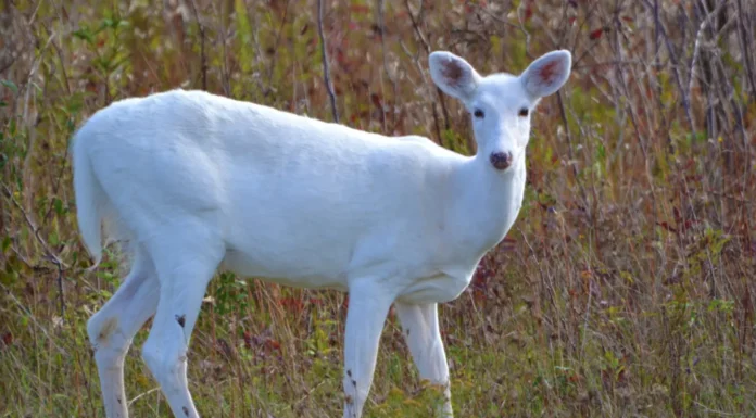 Görenin şans kapıları açılıyor