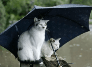 Ve yaz bitiyor. Kapıda üç gün sürecek yağmur ve soğuk var.