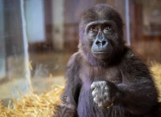 DNA testi sonuçlandı: Goril ‘Zeytin’ Türkiye’de kalacak