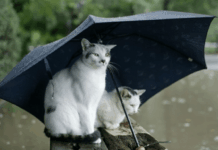 Meteoroloji yeni hava durumu raporu! 32 ilde sağanak yağış